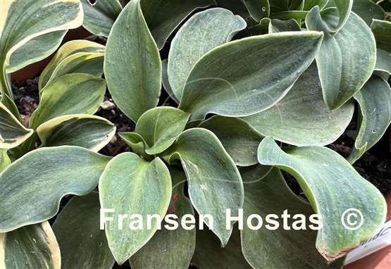 Hosta Spiny Mouse